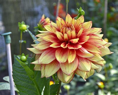 A Year-round Display: Discovering Dazzling Magic Dahlias for Every Season